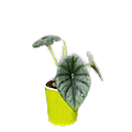 2" Alocasia Silver Nebula